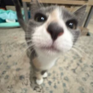 ✉️ Mail Label ✉️